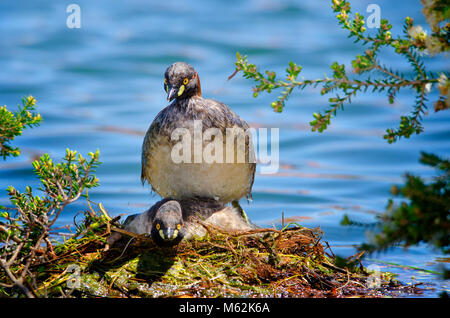 Australasian svasso (Tachybaptus novaehollandiae) coniugata sul nido. Hawker Street Riserva, Australia occidentale Foto Stock