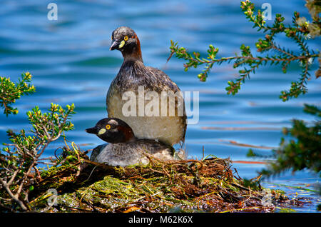 Australasian svasso (Tachybaptus novaehollandiae) coniugata sul nido. Hawker Street Riserva, Australia occidentale Foto Stock