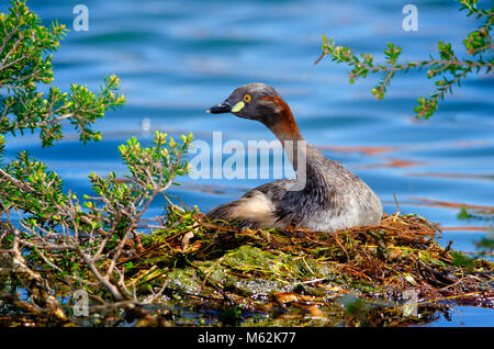 Adulto Australasian svasso (Tachybaptus novaehollandiae) seduto sul nido. Hawker Street Riserva, Australia occidentale Foto Stock