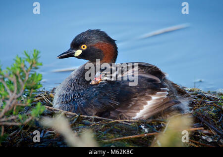 Adulto Australasian svasso (Tachybaptus novaehollandiae) sul nido con i giovani a cavallo sul retro. Hawker Street Riserva, Australia occidentale Foto Stock