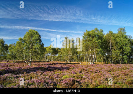UK,Derbyshire,Peak District,Heather e argento Betulla sulla brughiera vicino a sorpresa Visualizza Foto Stock