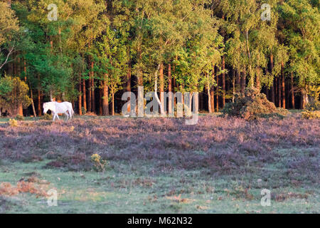 New Forest Pony al tramonto in una favola impostazione Foto Stock