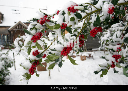 Ramo di holly tree con frutti di bosco coperto di neve Dic 2017 REGNO UNITO Foto Stock