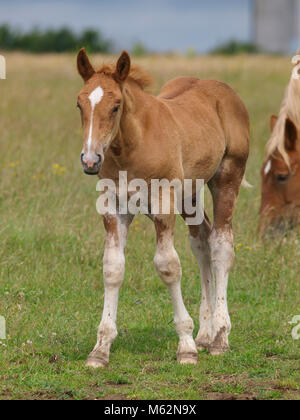 Un cavallo Suffolk puledro sorge in un prato con sua madre il pascolo dietro di lui. Foto Stock