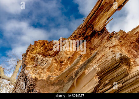 Close up di un decadimento ,caduto il frassino , che mostra le frastagliate, rotture di schegge di legno Foto Stock