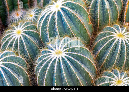 Close up di parodia magnifica o sfera cactus Foto Stock