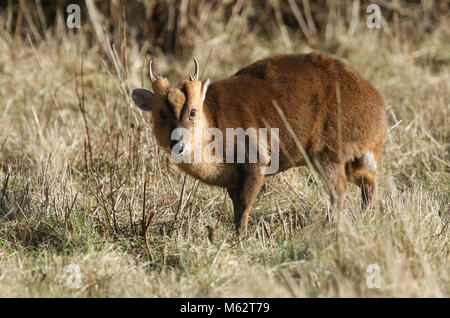 Una splendida voce maschile Muntjac Deer (Muntiacus reevesi) alimentazione in corrispondenza del bordo del bosco. Foto Stock