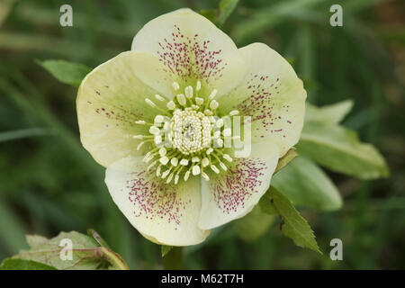 Un incredibile White Christmas Rose Helleborus impianto. Foto Stock