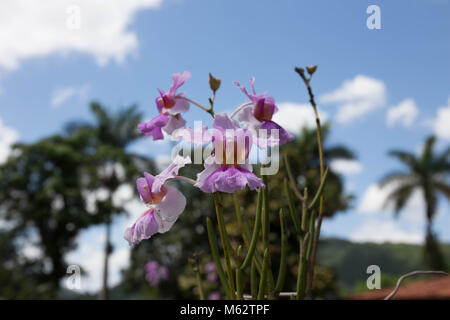 Orchidee viola in Cuba Foto Stock