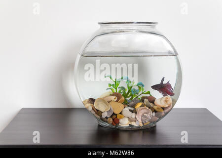 Siamese combattimento dei pesci in acquario nuoto Foto Stock