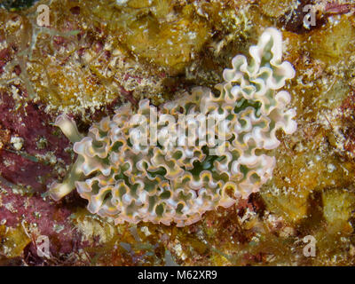 La lattuga di mare nudibranch slug su coral. Foto Stock