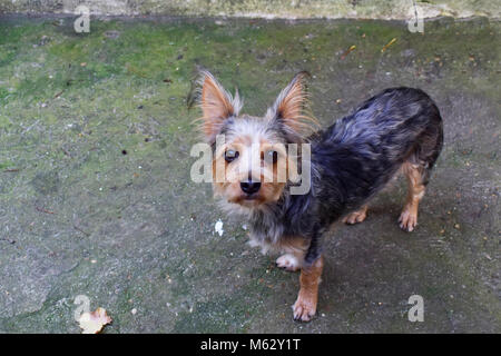 Chihuahua miscelati Yorkshire terrier in piedi e guardare qualcosa sul pavimento sfocata al di fuori della casa. Molto carino piccolo cane. Foto Stock