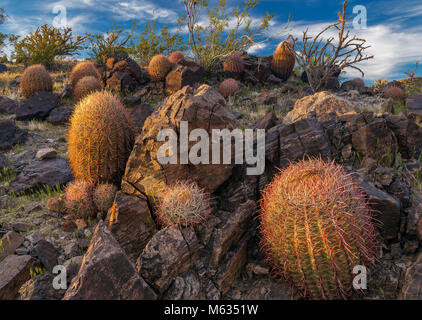 Barrel Cactus, Indian Springs, Mojave National Preserve, California Foto Stock