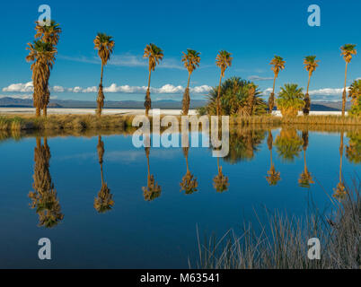 Le palme, Zzyzx sorgenti minerali, Lago di soda, Mojave National Preserve, California Foto Stock