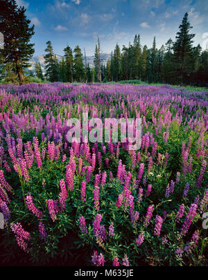 Lupin, cavallo di Prato, emigrante deserto, Stanislaus National Forest, Sierra Nevada, in California Foto Stock