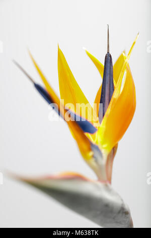 Uccello del paradiso fiore (strelitzia) contro uno sfondo bianco Foto Stock