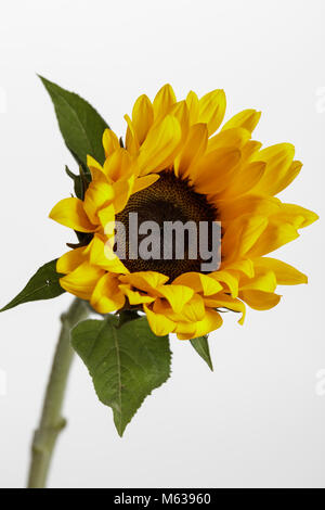 Ritratto di girasole contro un semplice sfondo bianco Foto Stock