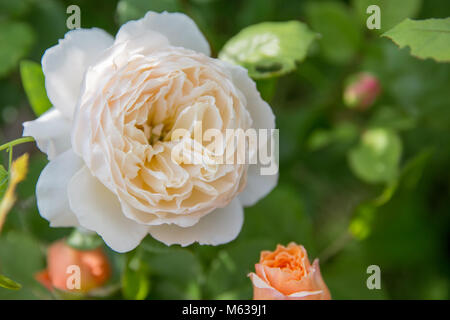 Bella nostalgico di bianco rosa inglese vicino fino in un giardino prendisole di giorno. La natura dello sfondo. Profondità di campo Foto Stock