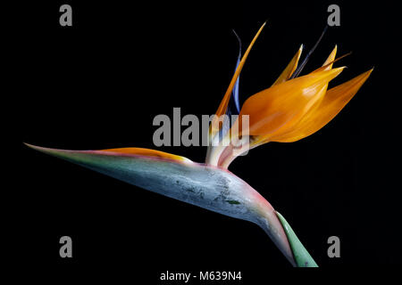 Uccello del paradiso fiore (strelitzia) contro uno sfondo di colore nero Foto Stock