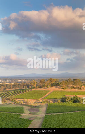 Vista dei vigneti, la Hunter Valley, Nuovo Galles del Sud, Australia Foto Stock