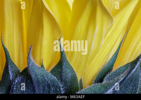 Extreme close up di una parte di un girasole con soffici petali gialli contrastando contro sharp foglie verdi. Foto Stock
