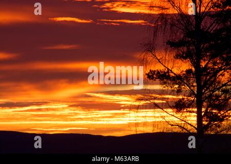 Bellissima alba con tree silhouette. Foto Stock