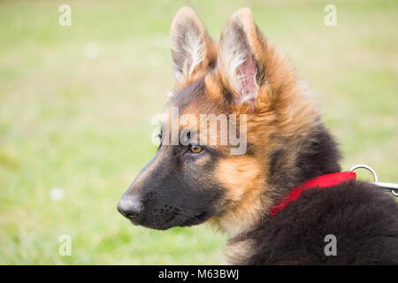 Un ritratto di un pastore tedesco cucciolo con un malizioso e sguardo attento ascolto al suo maestro Foto Stock