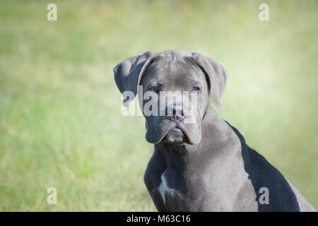 Un italiano mastiff blu di cucciolo di cane corso cercando gara e attento mentre stai seduto in erba Foto Stock