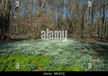 Boschi di faggio rivestito con bucaneve nel mese di febbraio al Welford Park, Berkshire, Regno Unito Foto Stock