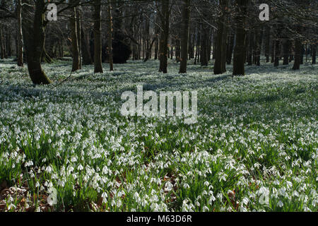 Boschi di faggio rivestito con bucaneve nel mese di febbraio al Welford Park, Berkshire, Regno Unito Foto Stock