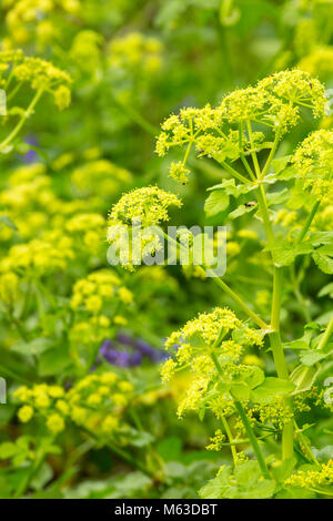 Alexanders (Smyrnium olusatrum) fioritura al bordo della strada. Foto Stock