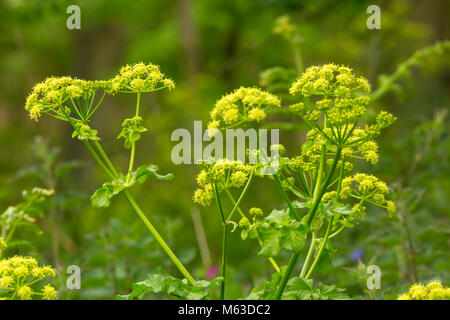 Alexanders (Smyrnium olusatrum) fioritura al bordo della strada. Foto Stock