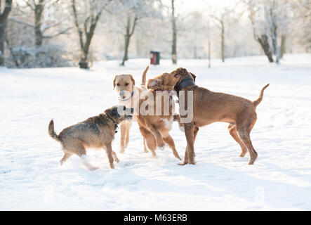 Londra, Regno Unito. 28 Feb, 2018. Meteo REGNO UNITO: Cani giocando dopo forti durante la notte la neve su Wandsworth Common, Londra, Regno Unito. Credit:Ashley Western/Alamy Live News Foto Stock