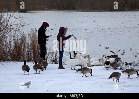 28 febbraio 2018 Edimburgo, Holyrood Park, Scozia. Uccelli affamati di anatre e cigni si riuniscono per il cibo al Loch durante una tregua tra le tempeste di neve Foto Stock