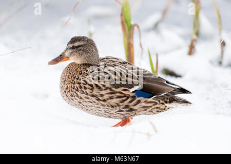 Hen Mallard duck (Anas platyrhynchos) in piedi da un lago sulla neve nel Parco Castletown, Celbridge, nella contea di Kildare, Irlanda Foto Stock