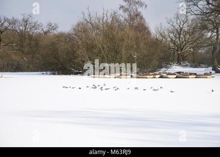 Londra Inghilterra Regno Unito 28 Febbraio 2018 i gabbiani seduti su un congelati parco lago durante la 'bestia da est ' artico-come meteo che ha avvolto tutto il Regno Unito. Josef Mills/Alamy Live News Foto Stock