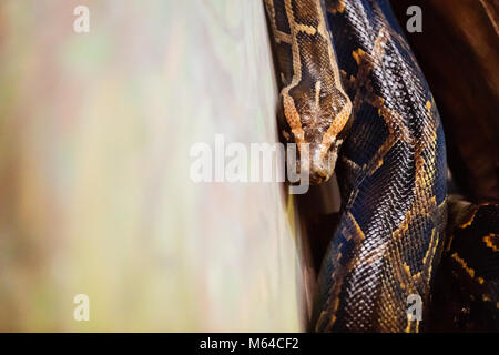 Close-up - Foto di pericolose cresciuti python Foto Stock