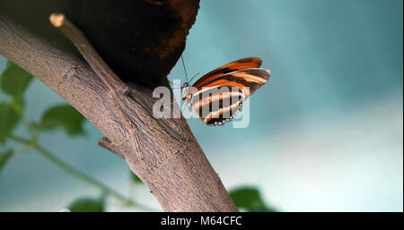 Immagine di splendida farfalla colorata su albero Foto Stock