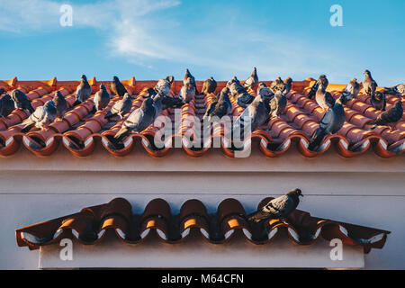 Piccioni in piedi su un tetto Foto Stock