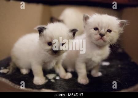 Sacro gattini Birman Foto Stock