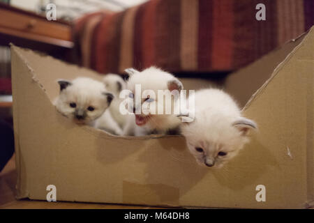 Sacro gattini Birman Foto Stock