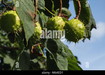 Ippocastano albero portante un mazzetto di pungenti ippocastani. Foto Stock