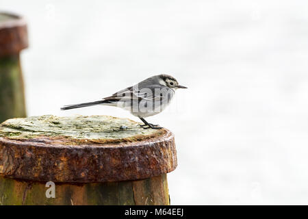 Pied wagtail (Motacilla alba), il bambino uccello Foto Stock