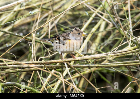 Femmina (brambling Fringilla montifringilla) Foto Stock