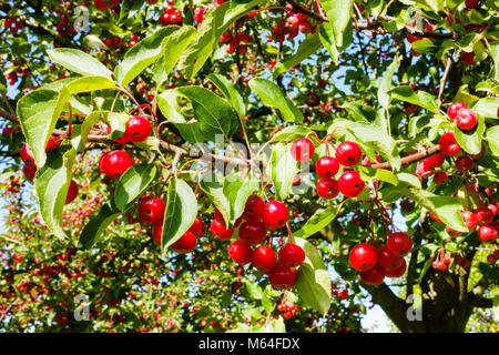 Vista dettagliata del soleggiato granchio rosso mele appeso a un albero crabapple. Foto Stock