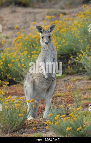 Rosso-un wallaby dal collo disteso sulla figliata di foglia Foto Stock