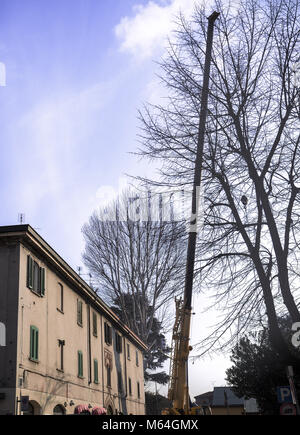 Manutenzione di alberi di grandi dimensioni con una grande gru in città Foto Stock