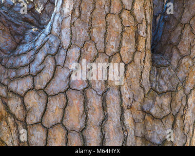 Close up di giapponese nero pino del tronco e degli arti. Corteccia di dettagliate pattern e texture, con astratti modelli surreale dal ramo degli arti. Foto Stock