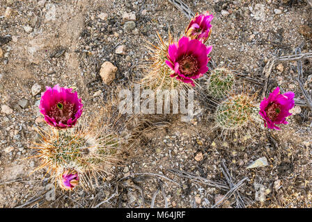 Blooming fragola hedgehog, cactus Echinocereus engelmannii, aka Engelmann il riccio, Parco nazionale del Saguaro, Deserto Sonoran, Arizona, Stati Uniti d'America Foto Stock