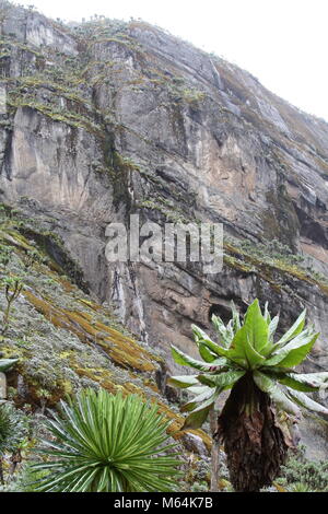 Rwenzori scogliere Foto Stock